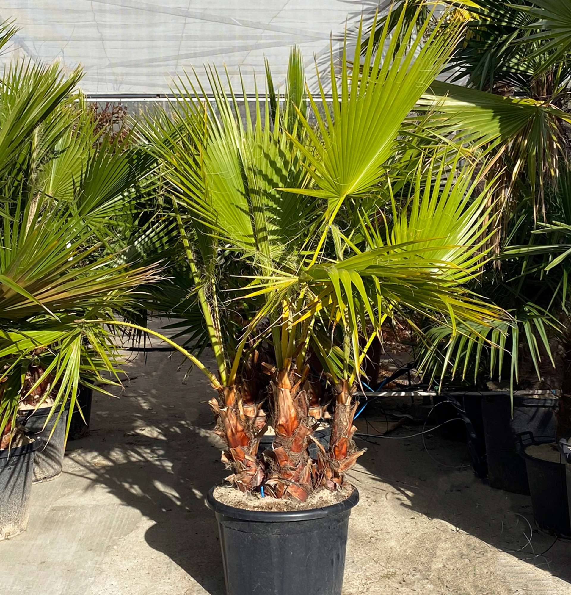  Веерная Пальма фото - большие комнатные растения