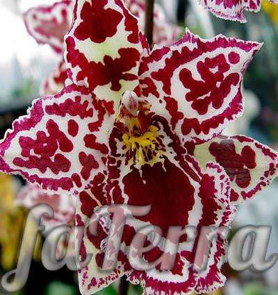  Онцидиум фото - орхидея белая в крапинку