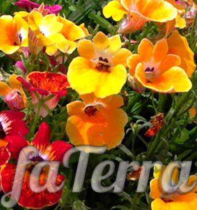  Немезия фото - яркие цветущие растения
