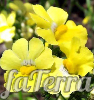  желтая Немезия фото - цветущие садовые цветы