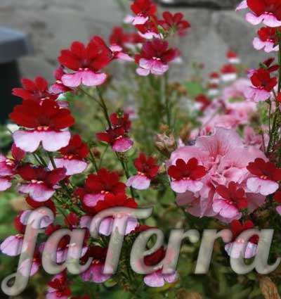  красная Немезия фото - цветы для сада