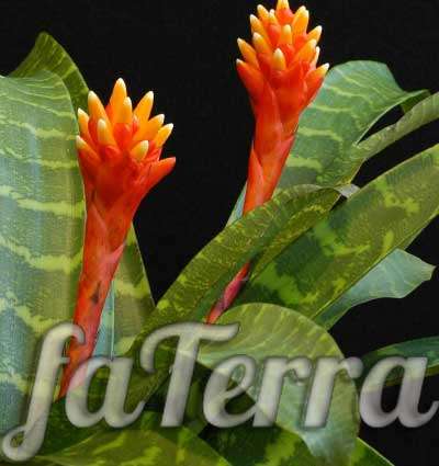  гузмания фото - цветущее растение с длинными листьями