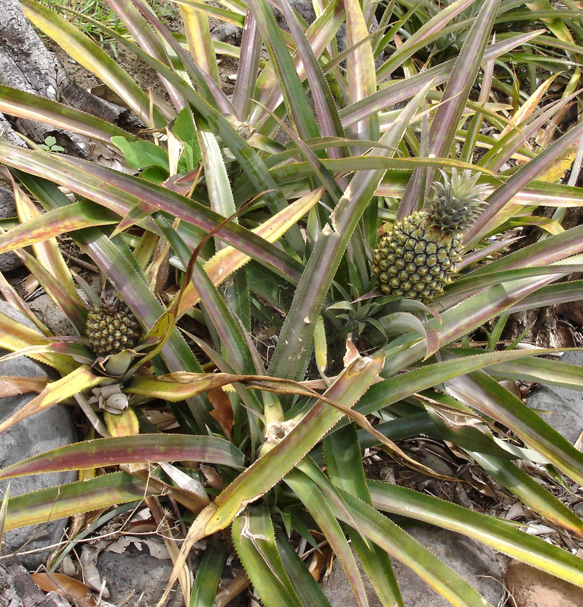 трава ананас фото - ананас в естественной среде