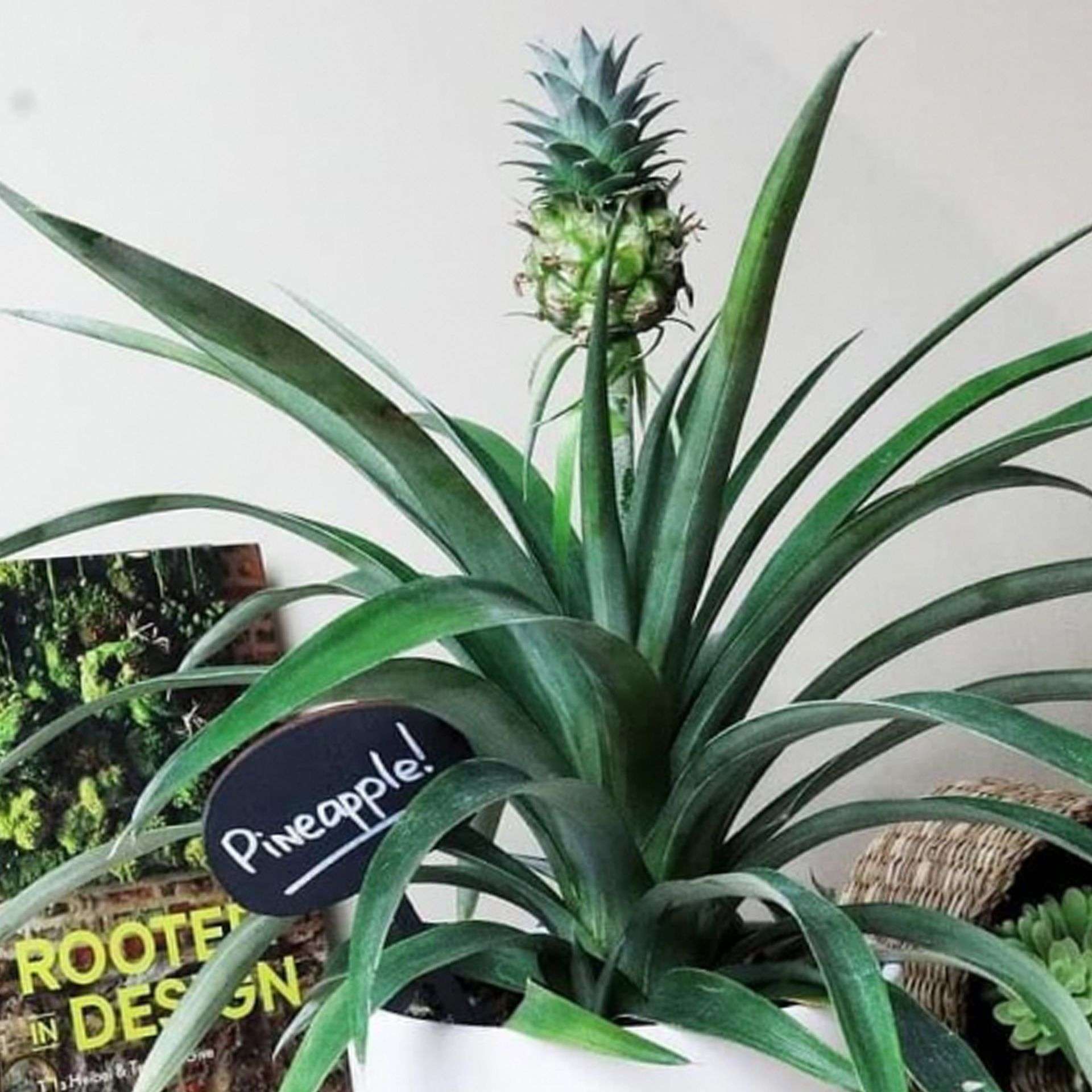 Комнатный цветок ананас - уход в домашних условиях | Фатера