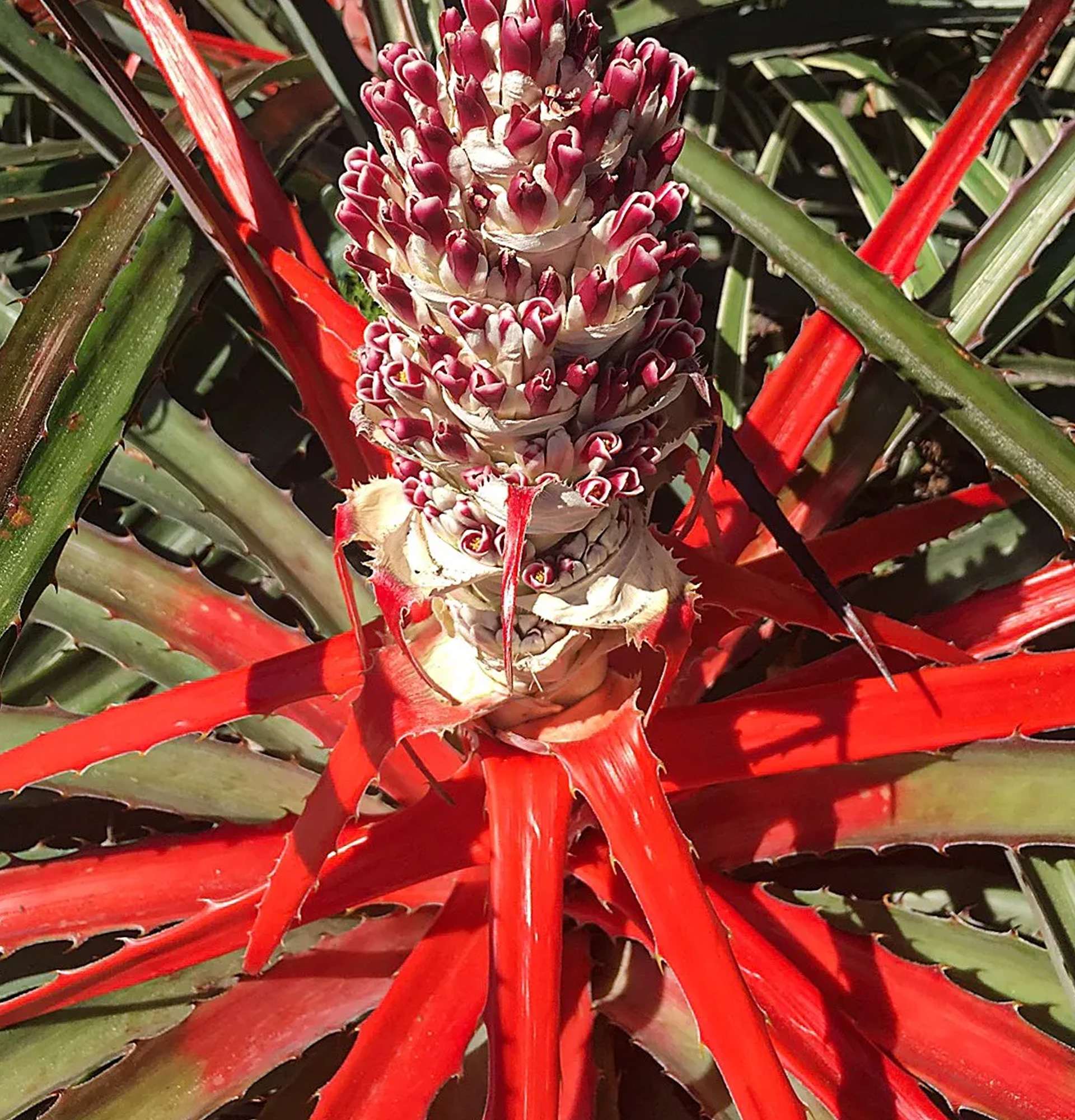  бромелія квітка фото - червоний квітконіс