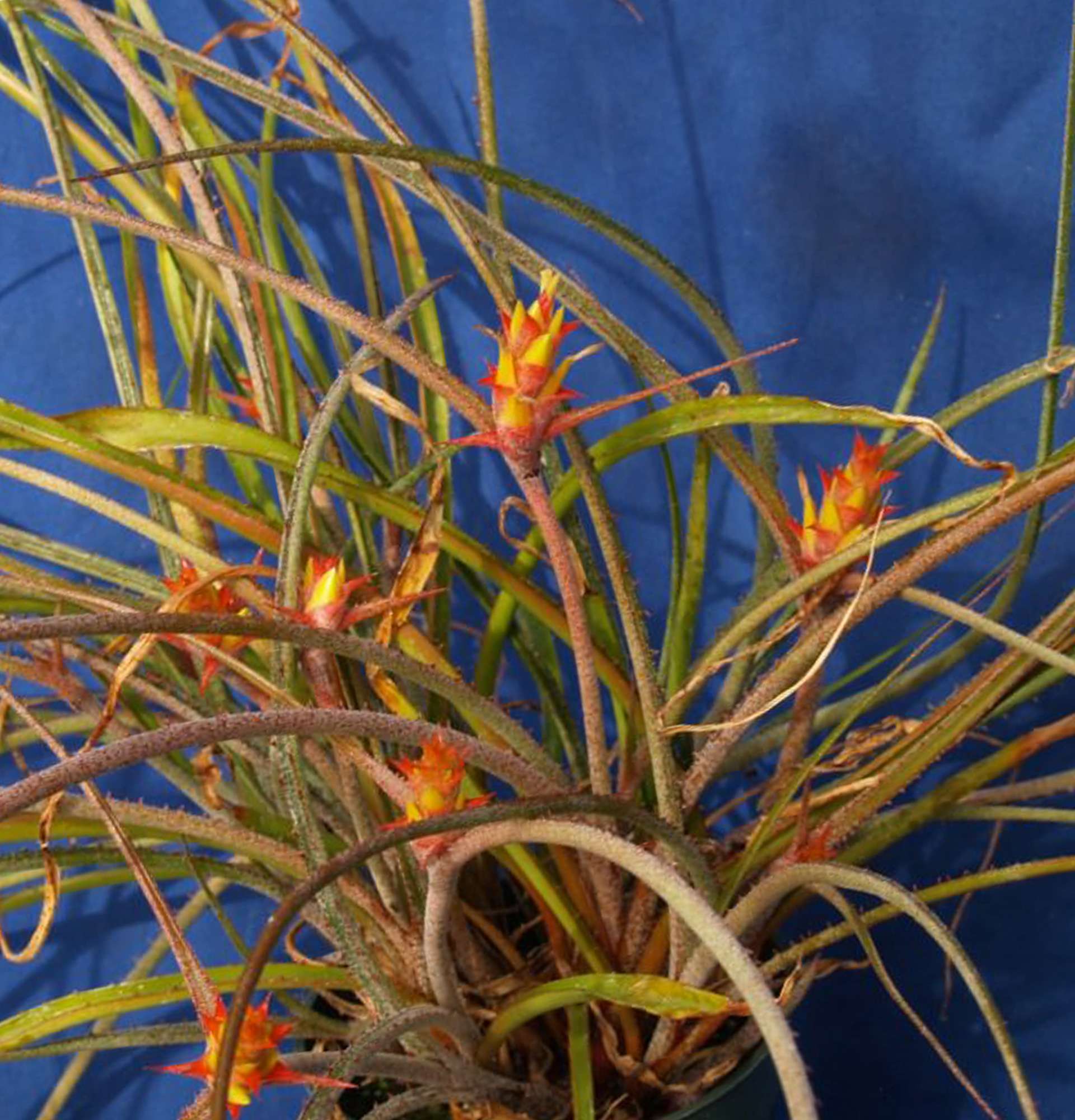  вазон Акантостахіс фото - квітучі кімнатні рослини