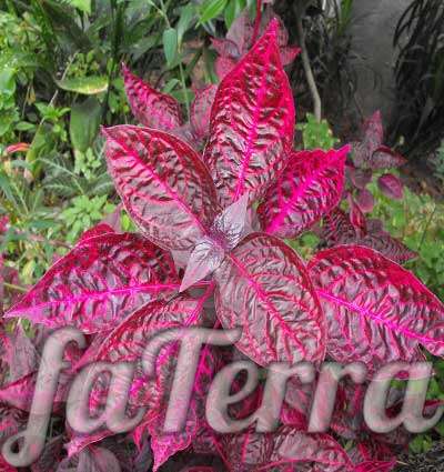  Ирезине фото - уличное растение с красными листьями