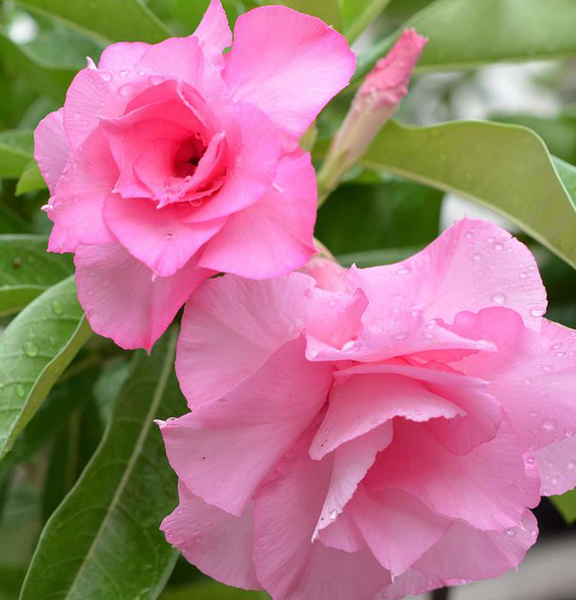  импальская лилия фото - розовые цветы
