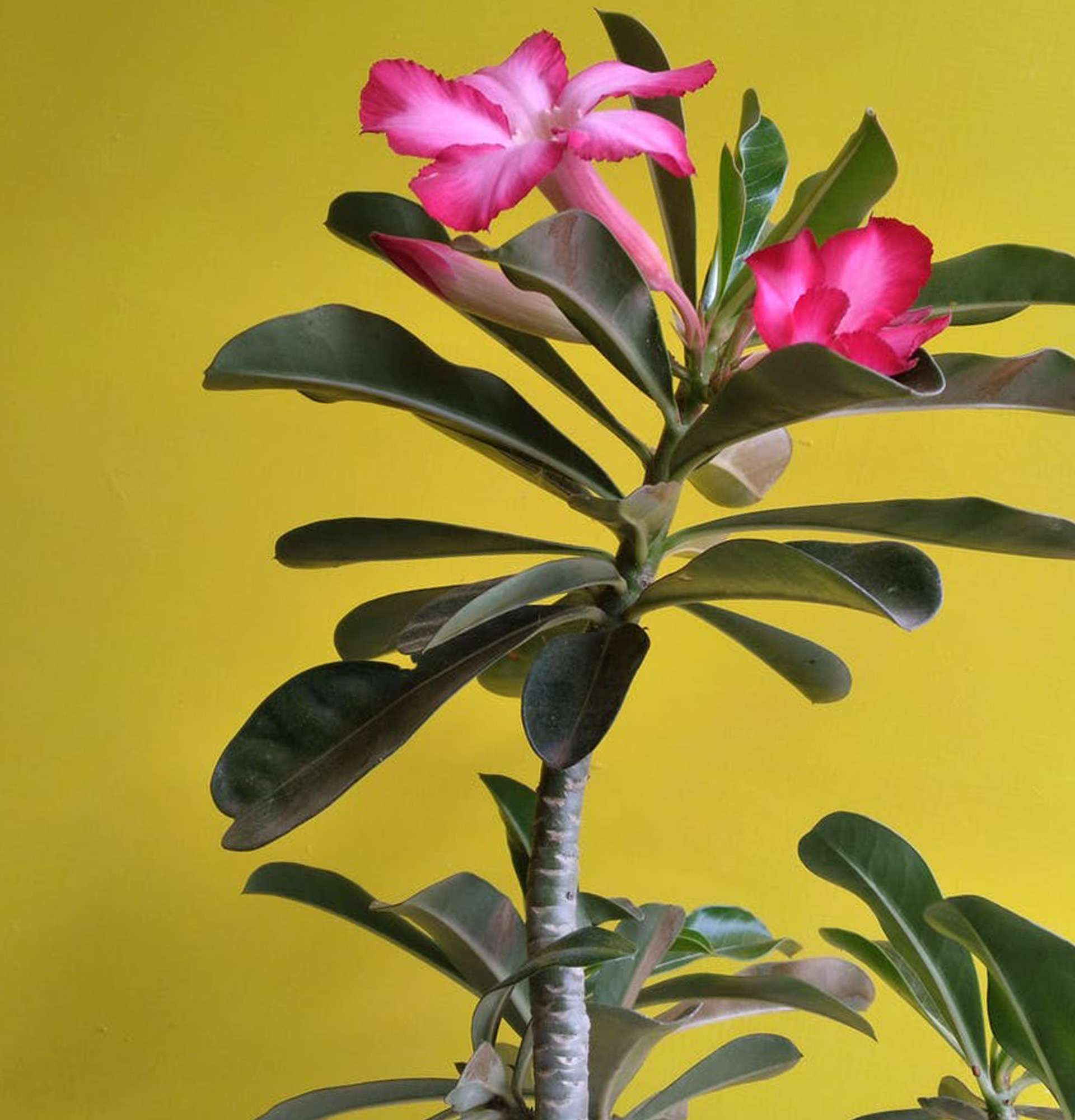 комнатная звезда Сабинии фото - цветущие растения