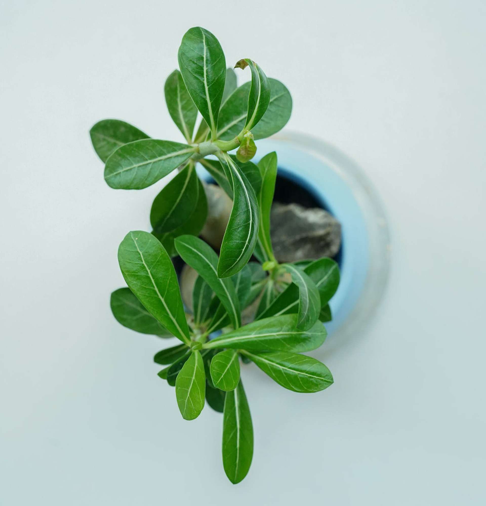  вазон импальская лилия фото - домашний адениум