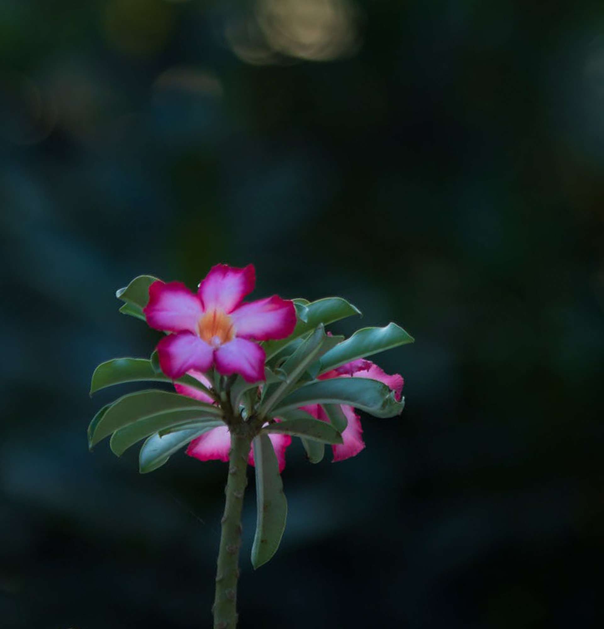  розовый цветок адениум фото - роза пустыни