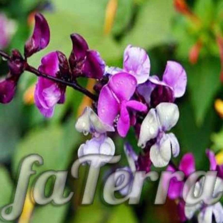 Фасоль декоративная вьющаяся посадка и уход | Комнатные растения Фатера