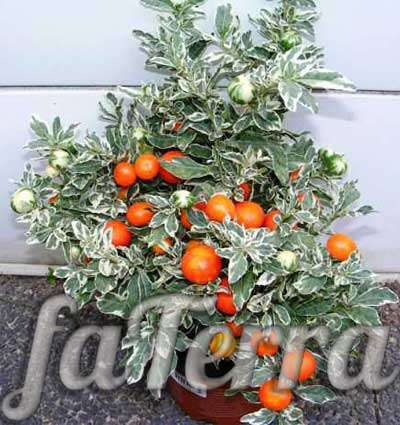  картофельное дерево фото - цветок с оранжевыми ягодами