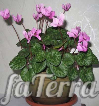 dryakva - zdjęcie pięknych kwiatów w pomieszczeniach