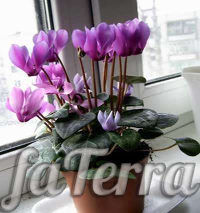 Cyclamen photo - blooming home flowerpots