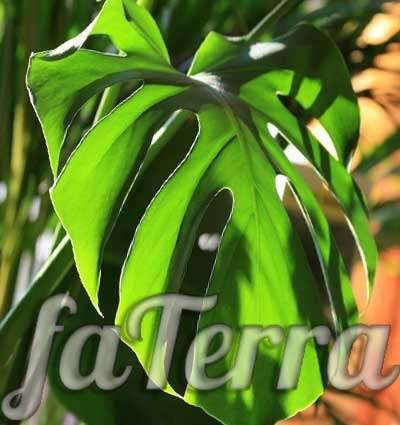 Monstera-Foto - eine Pflanze mit riesigen Blättern