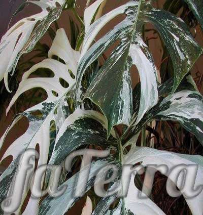  плакса фото - растение с большими листьями