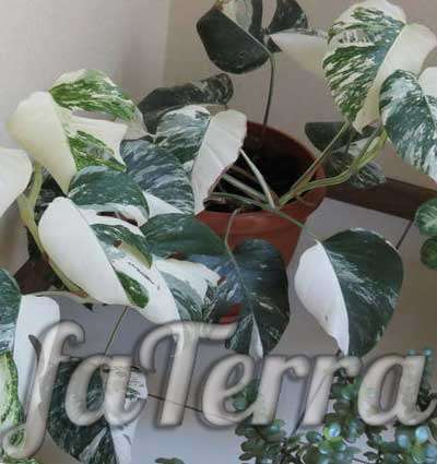 crybaby with variegated leaves photo - monstera