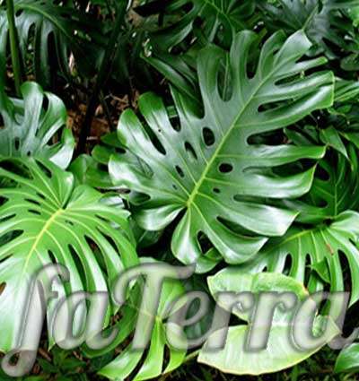 monstera leaves photo - ornamental plants