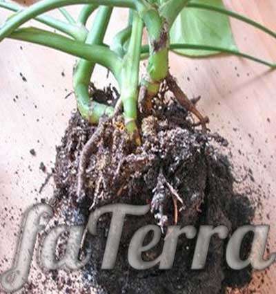 monstera roots photo - crybaby transplant