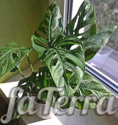Monstera-Foto - dekorative Blattpflanzen