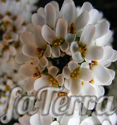  перечник цветение фото - иберийка