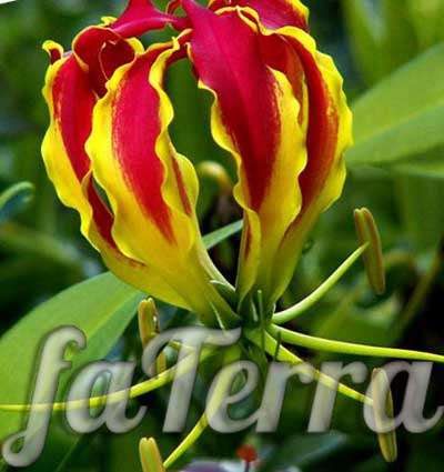  цветок Глориоза фото - лилия славы