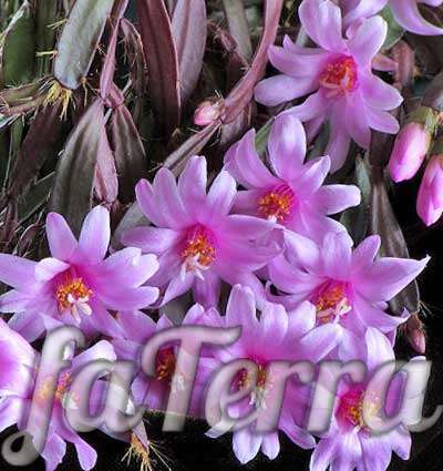  Хатиора цветение фото - кактус розовый