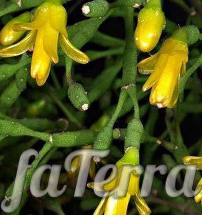  желтая Хатиора фото - растение мечта пьяницы
