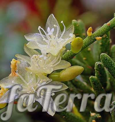  Рипсалис цветение фото - утонченный кактус
