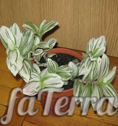  зебрина фото -растение с бело-зелеными листьями