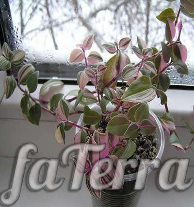  Традесканция фото - растение с зелено-розовыми листьями