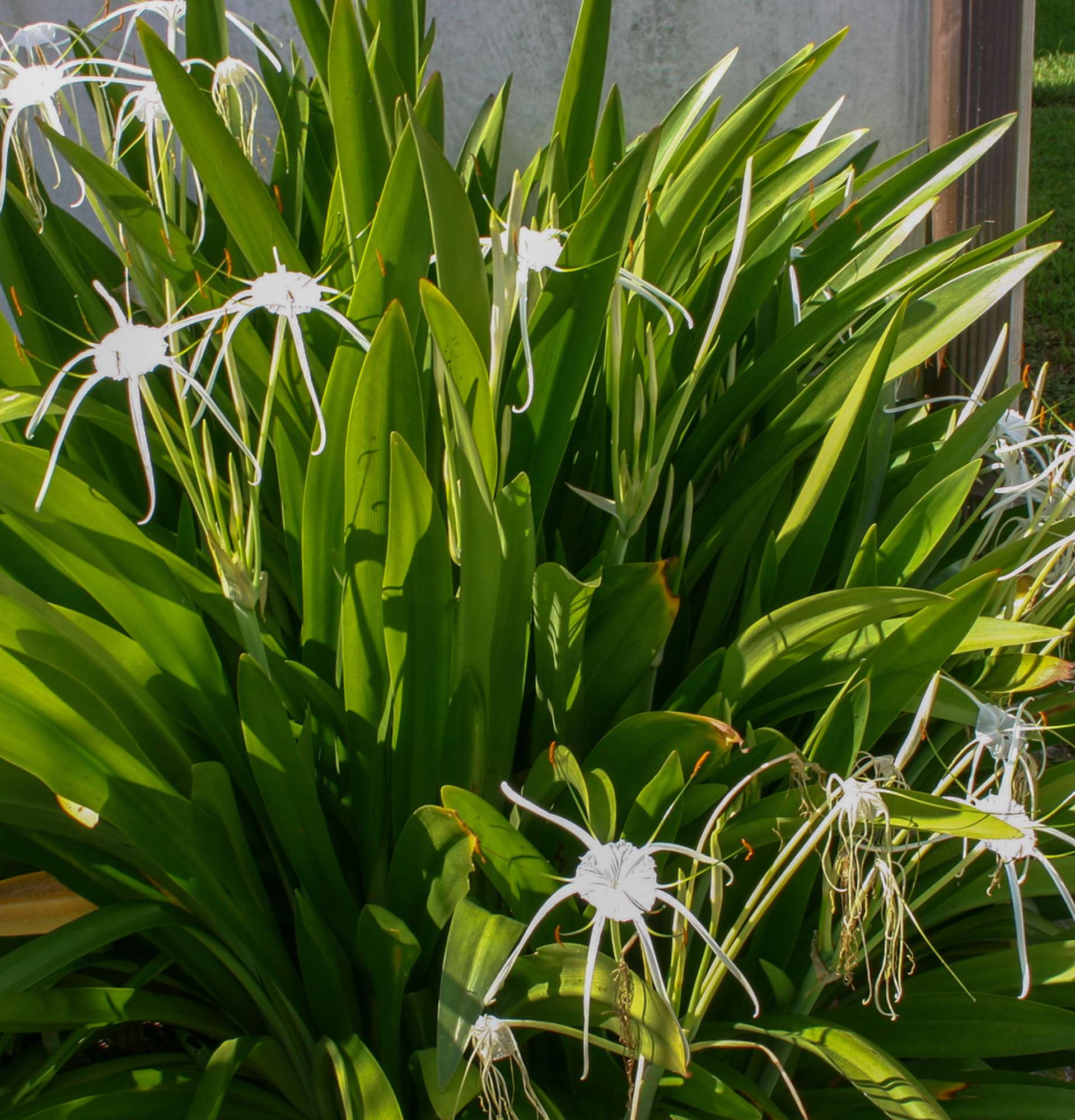Гіменокаліс фото - квітучі садові квіти