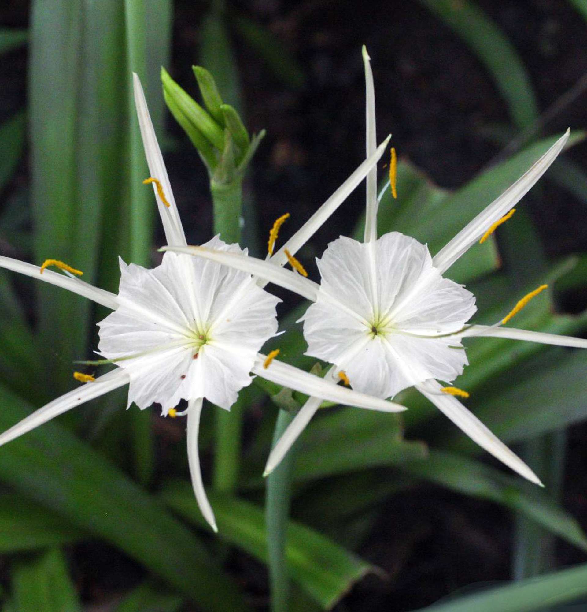  лилия паук фото - белый цветок Гименокаллис
