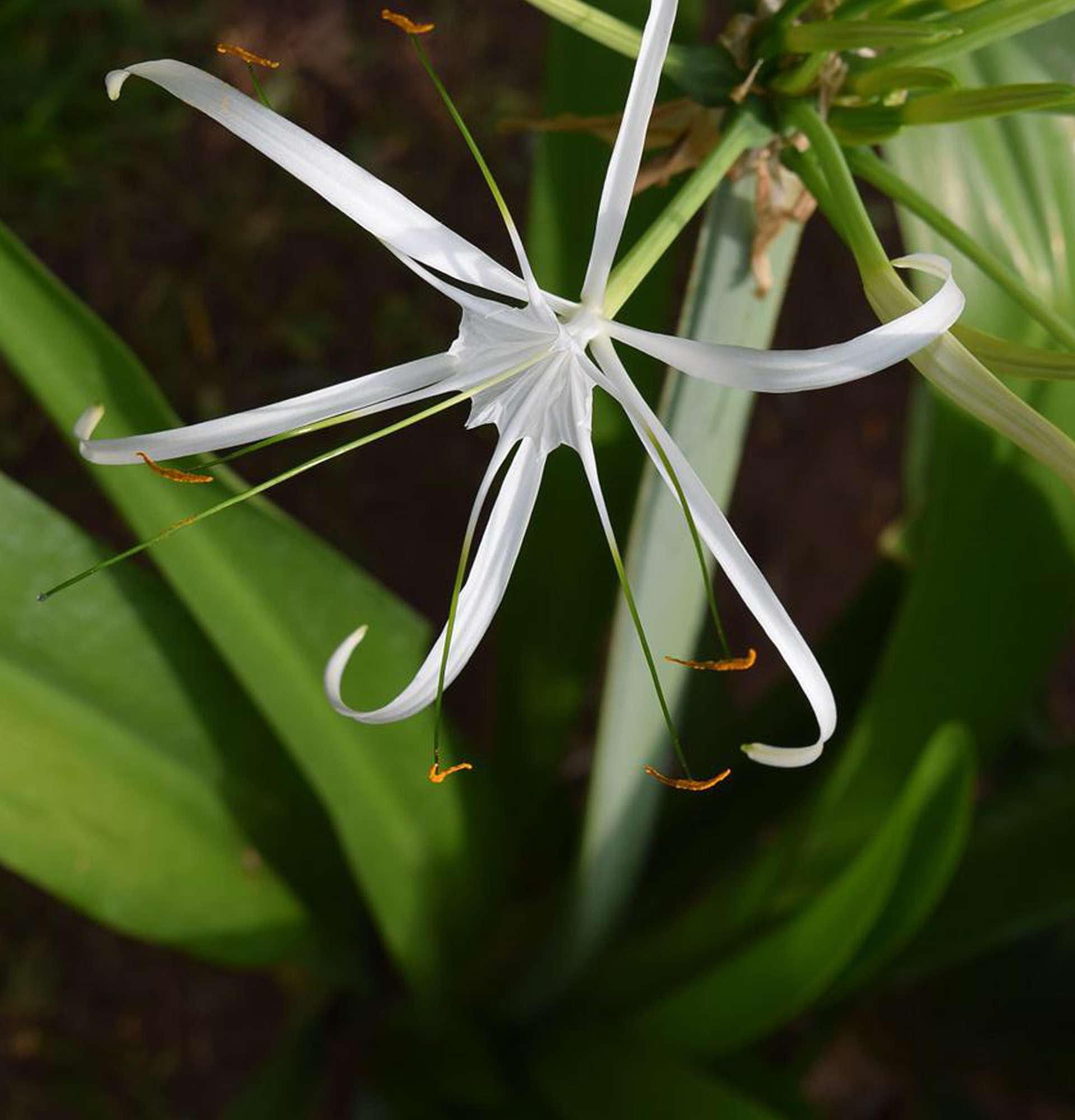 Гименокаллис фото - цветок ангельские трубы