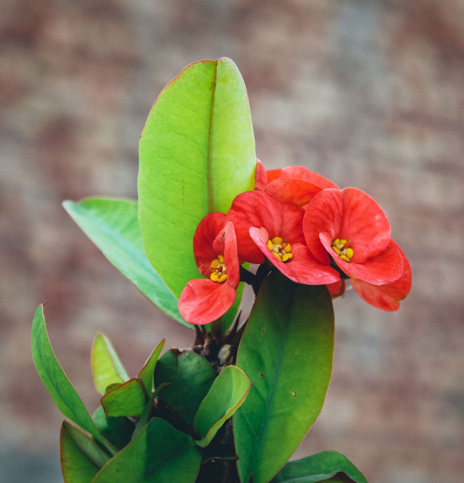  Эуфорбия цветение фото - растение мужик-корень
