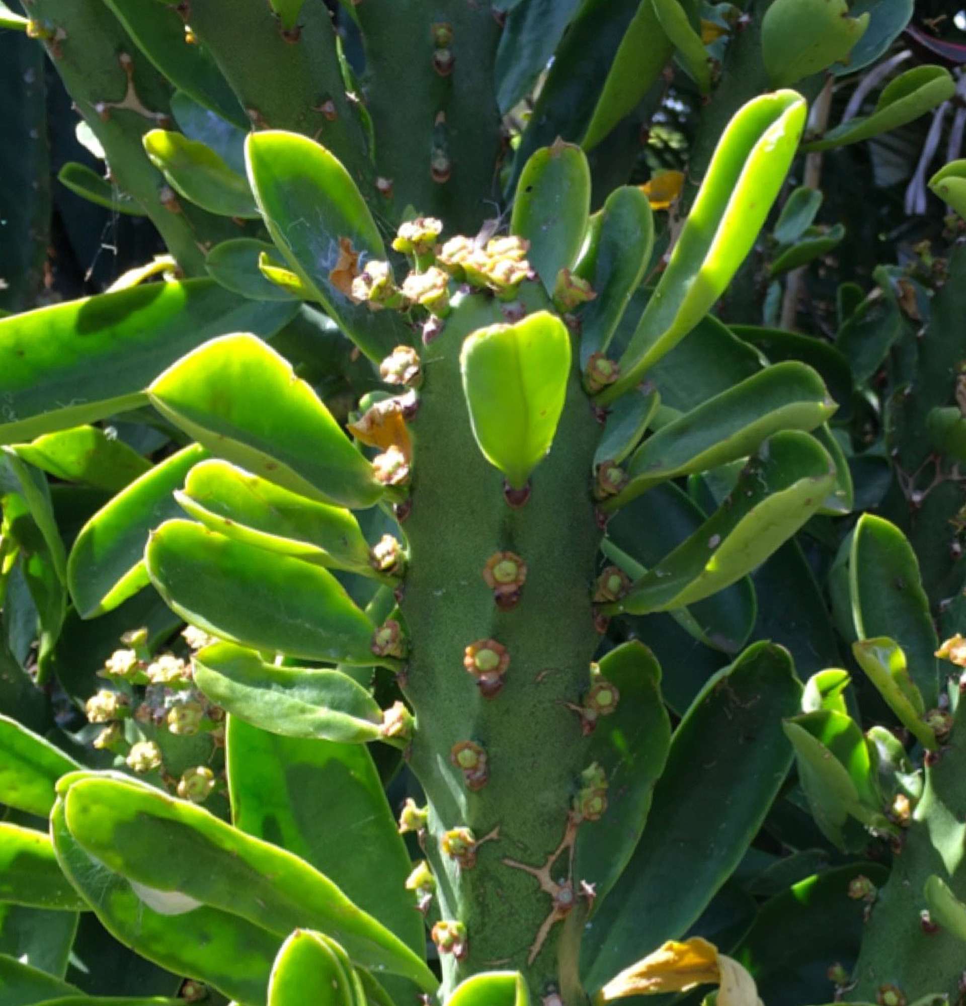  молочайные растения фото - Эуфорбия