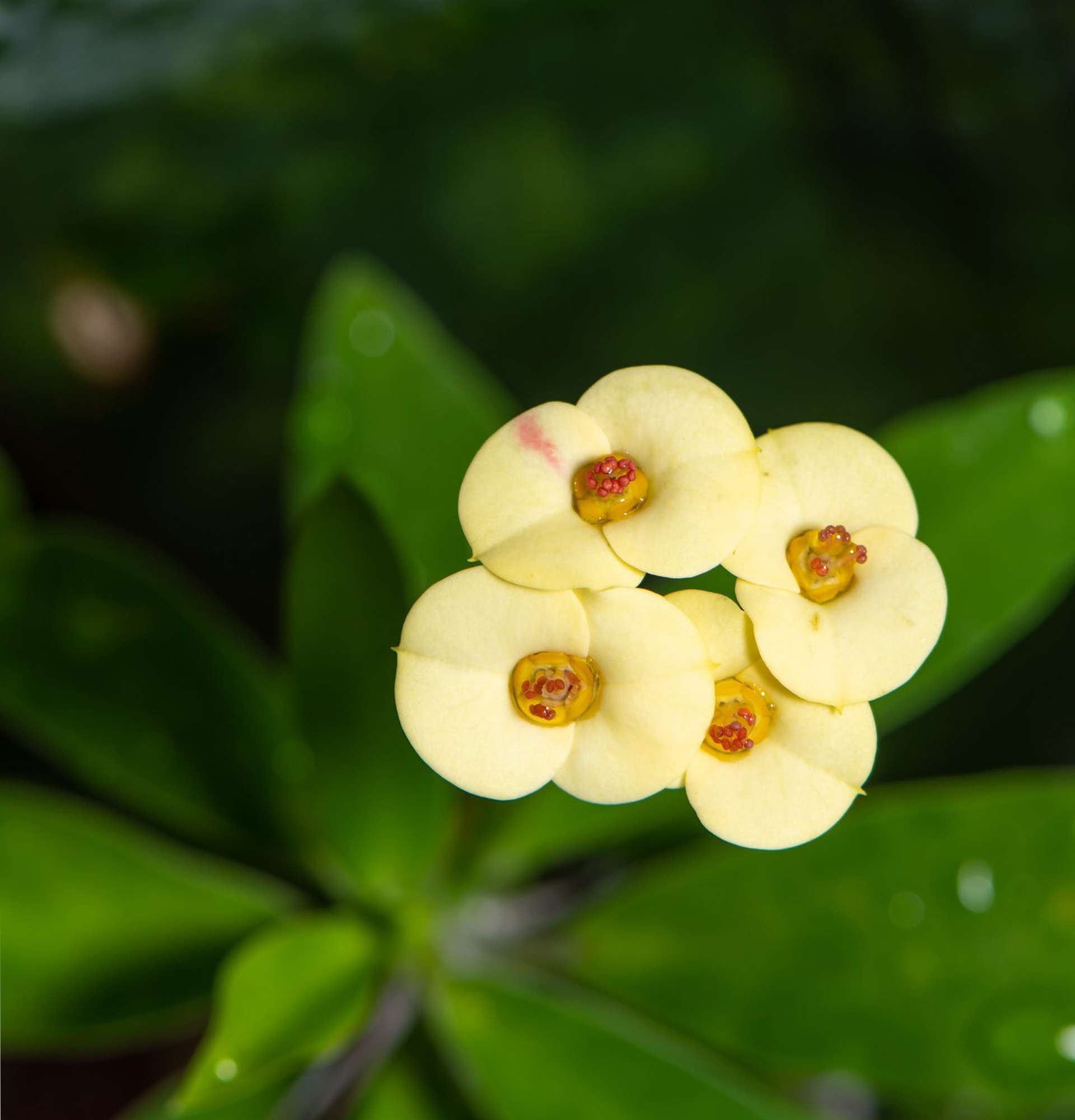  эуфорбия цветение фото - молочай желтый