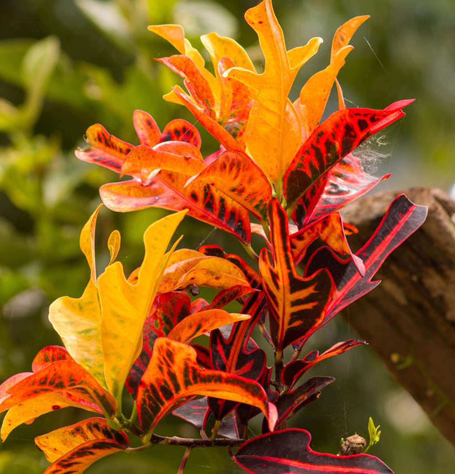  кротон фото - растение с желто - красными листьями