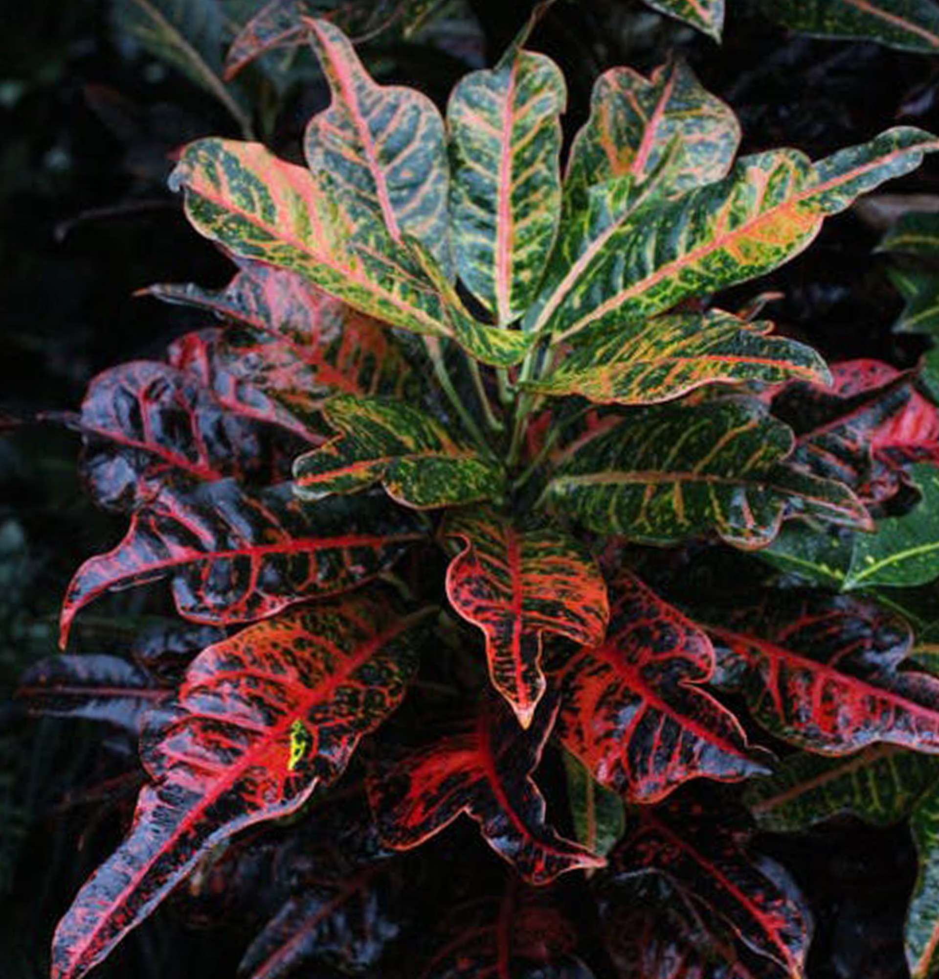  декоративно лиственные растения фото - кротон