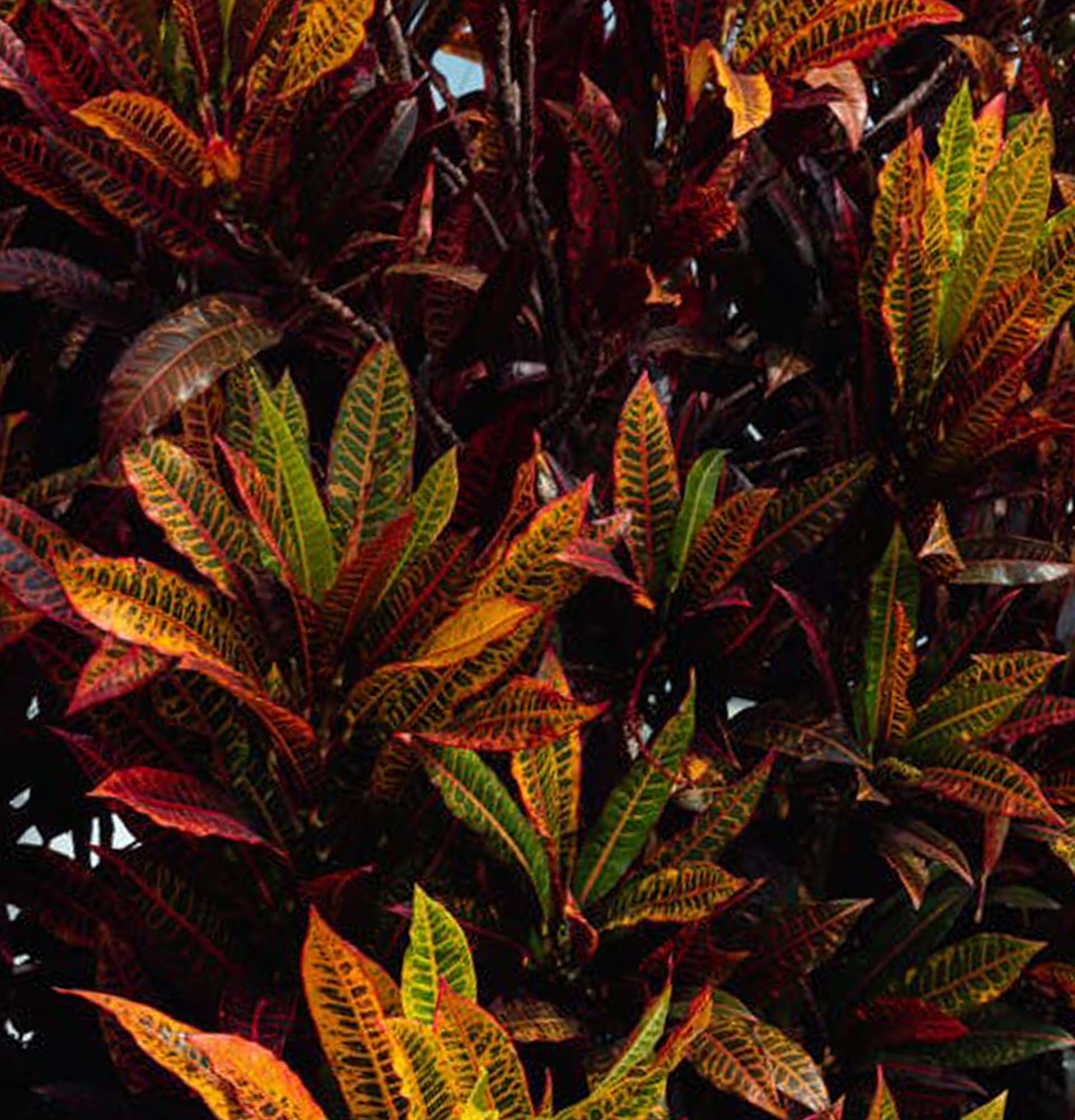  растение с зелено красными листьями фото - кротон