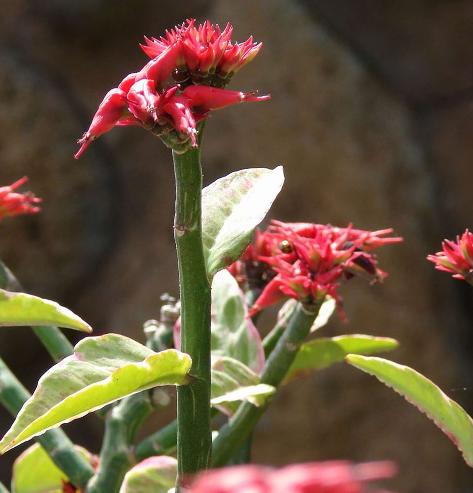  вазон педилантус цветение фото - цветущие растения