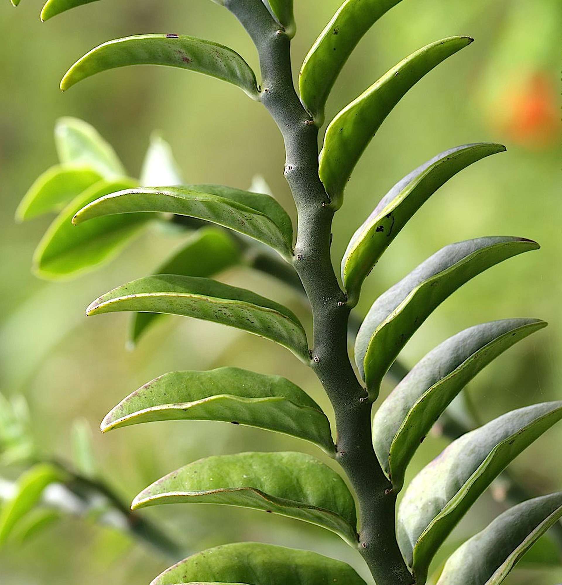  педилантус фото - растение с восковыми листьями