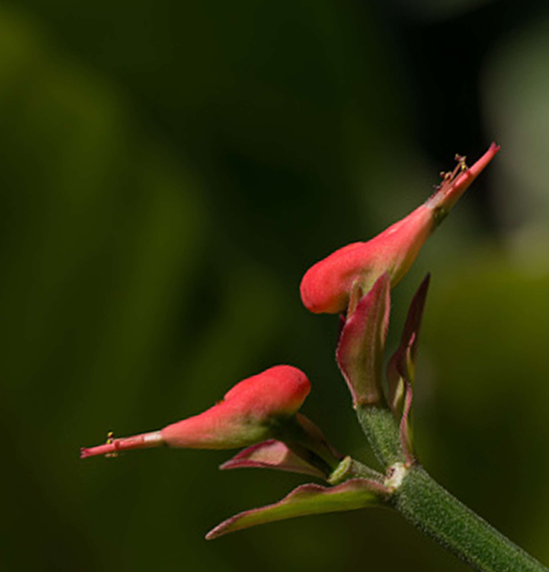  цветение педилантуса фото - цветок лестница Иакова