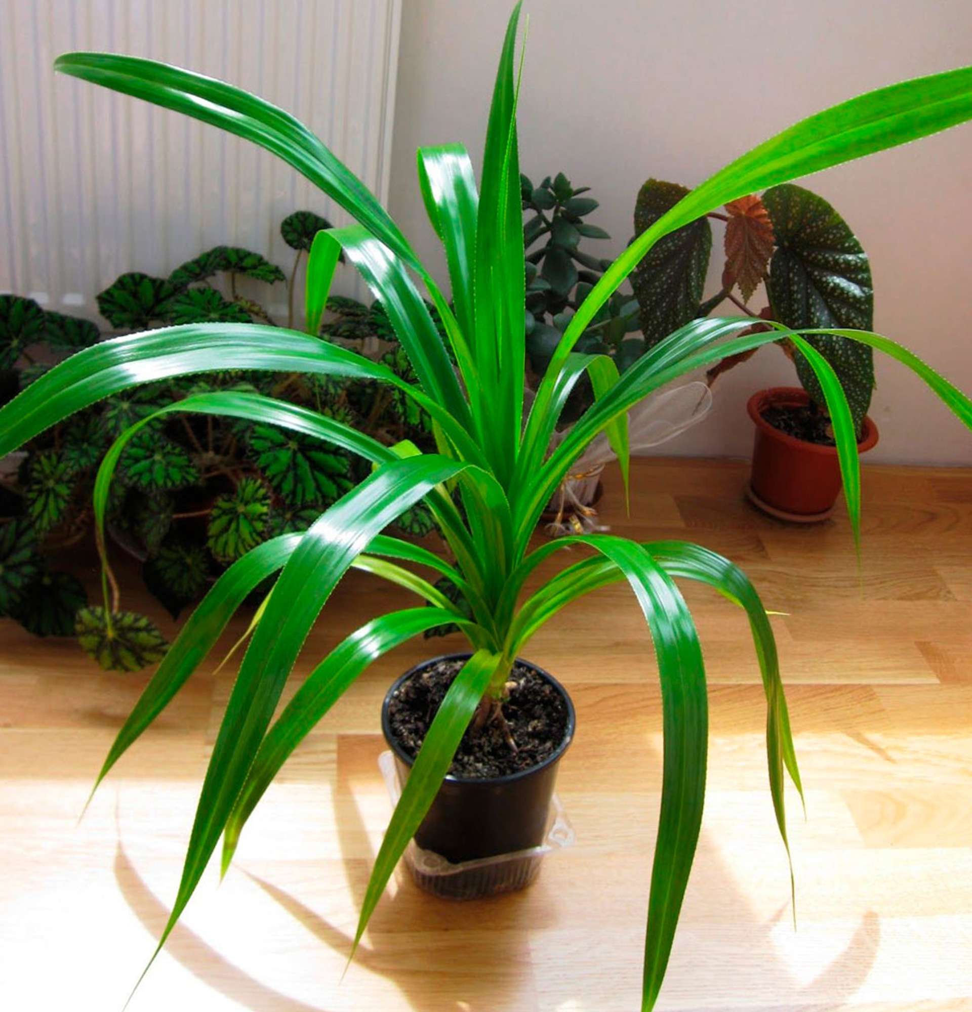 Вазон панданус фото - великі кімнатні рослини