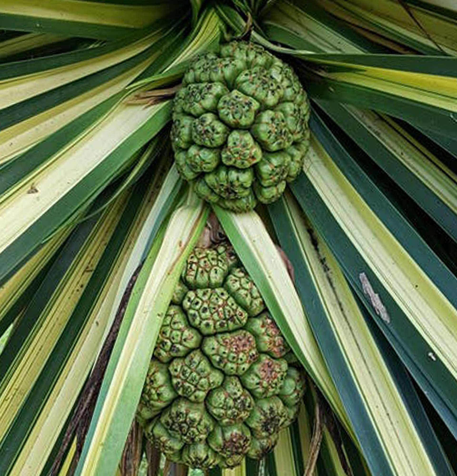  гвинтове дерево фото - рослина з жовто-зеленим листям
