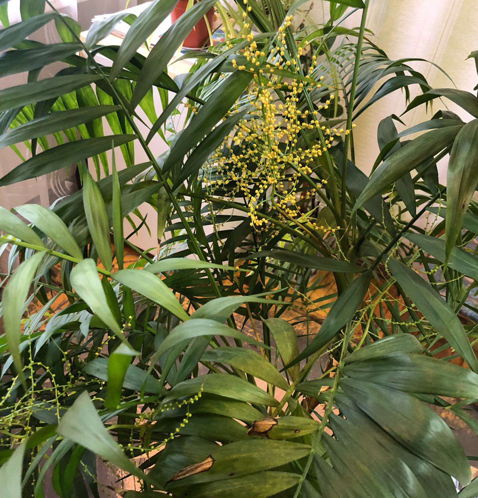  Хамедорея цветение фото - бамбуковая пальма
