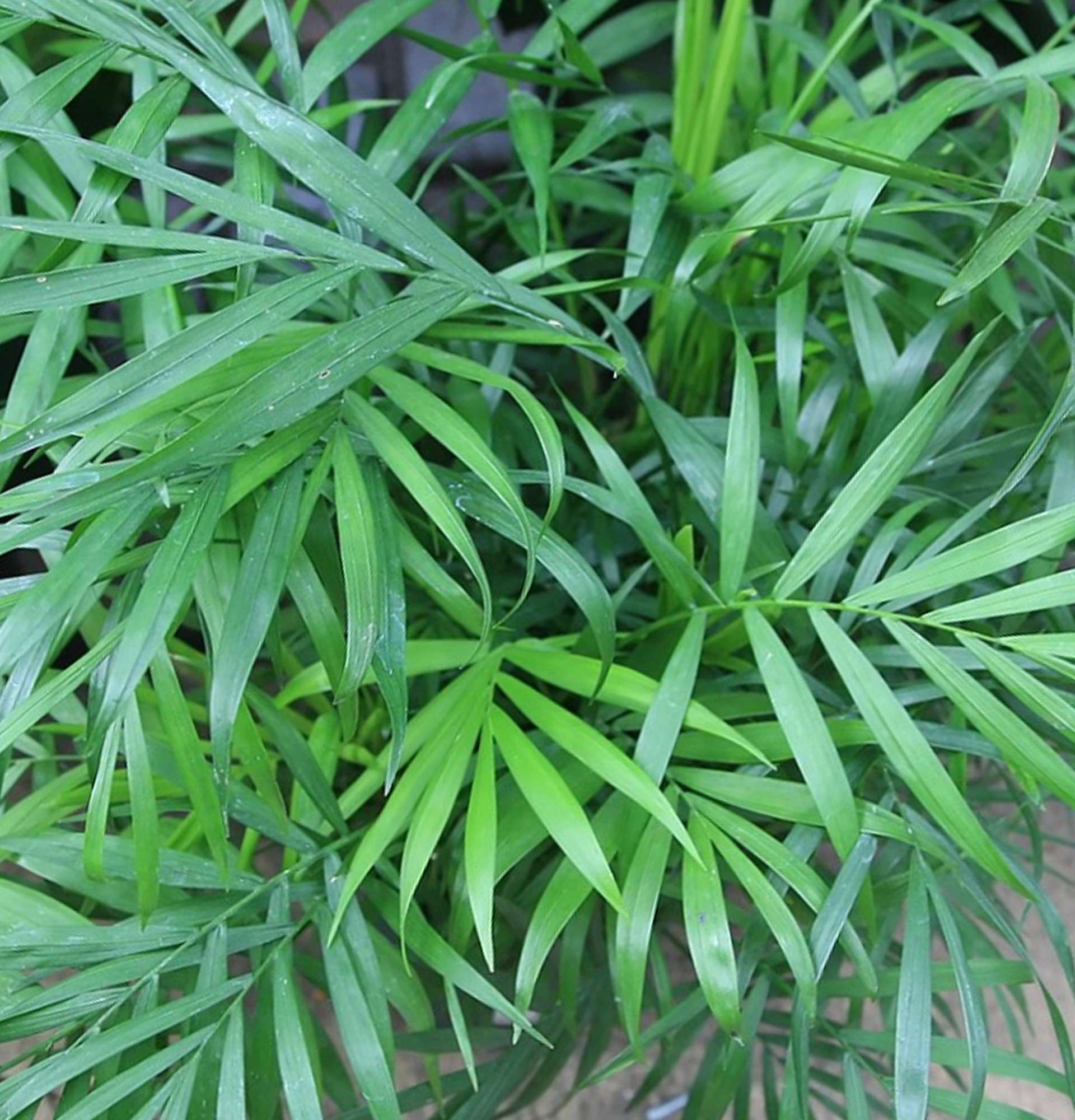  листья бамбуковой пальмы фото - неанта