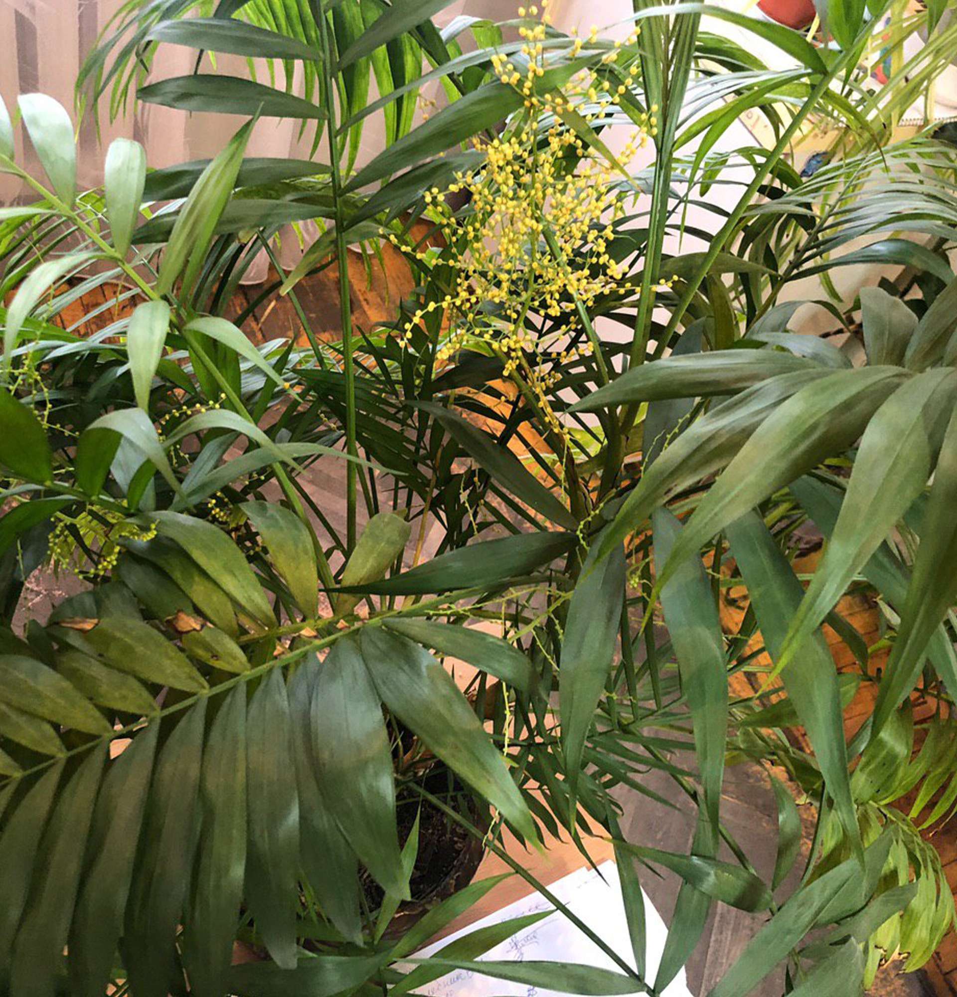  растение неанта цветение фото - салонная пальма