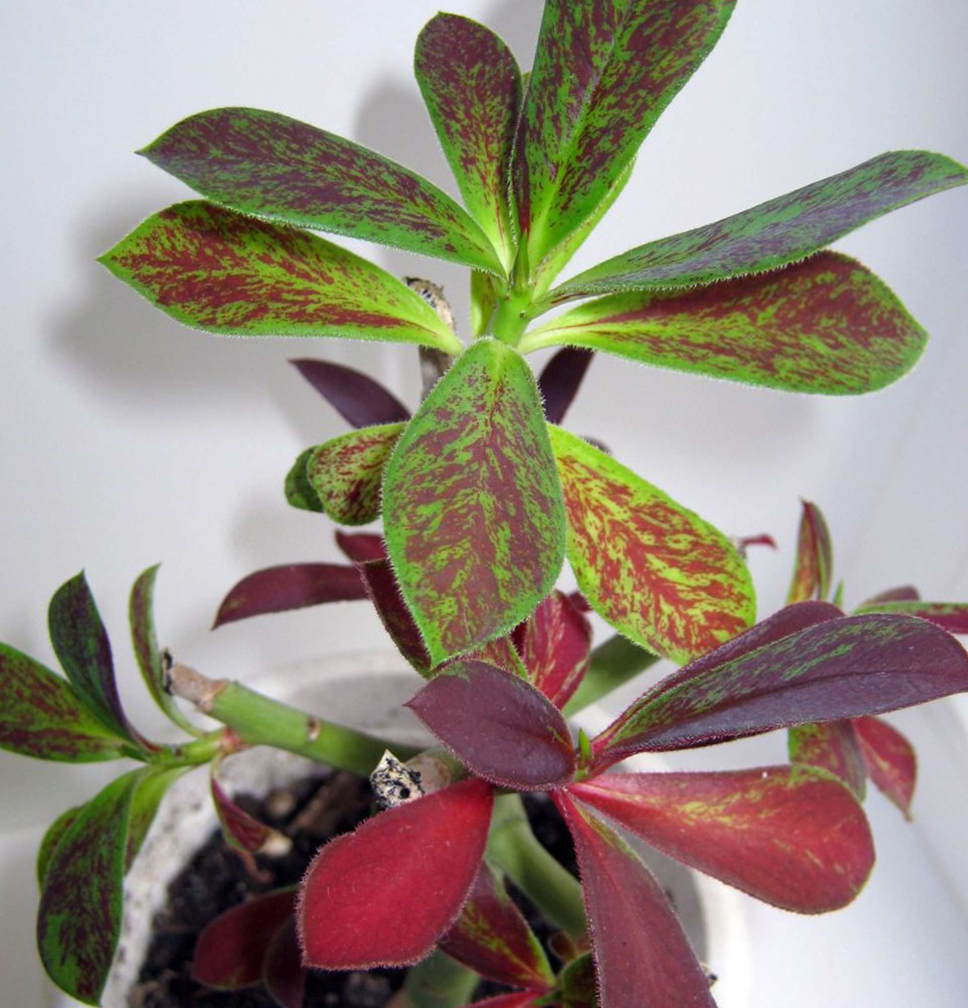  Синадениум фото - растение с зелено-фиолетовыми листьями